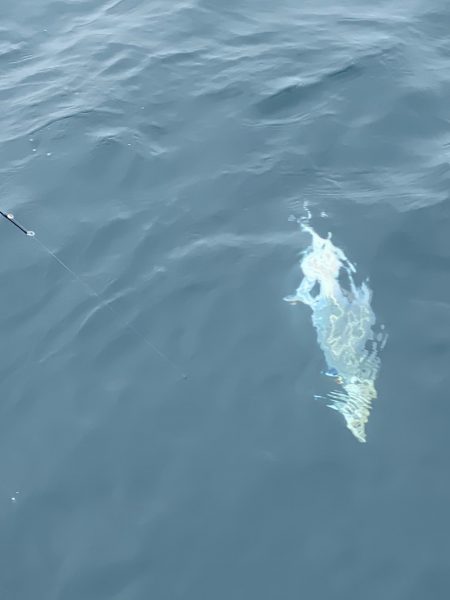 あみや渡船 JIGBOY 釣果