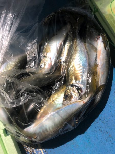 ヤザワ渡船 釣果