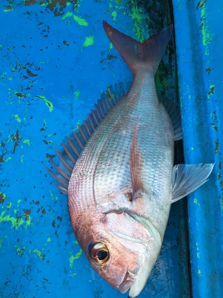 太平丸 釣果