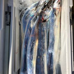 フィッシング　キッタカ 釣果