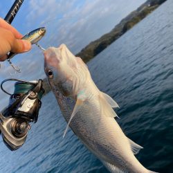 「LaGooN」蒼陽丸 日和号 釣果