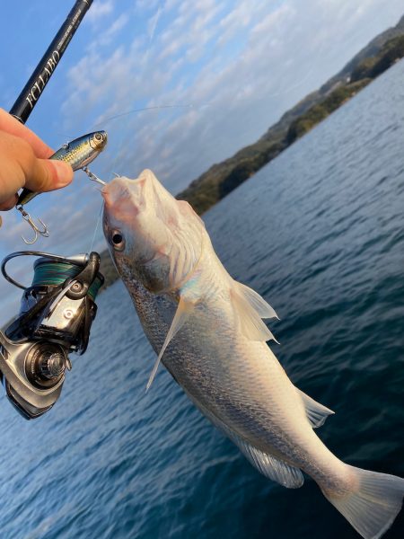 「LaGooN」蒼陽丸 日和号 釣果