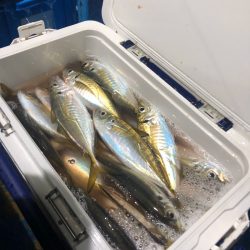 ヤザワ渡船 釣果