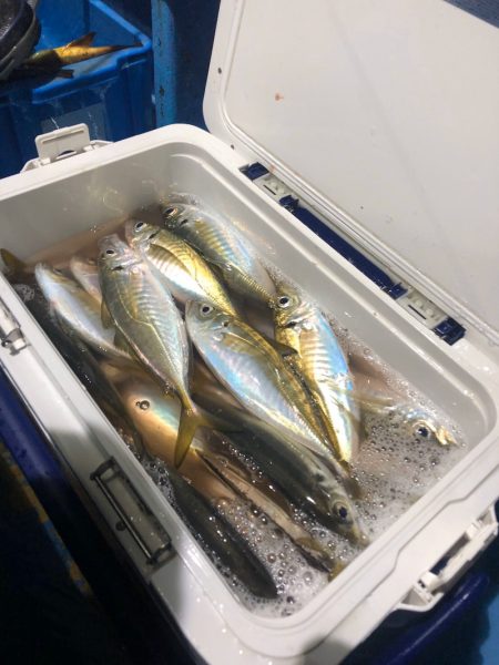 ヤザワ渡船 釣果