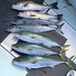 さくら丸 釣果