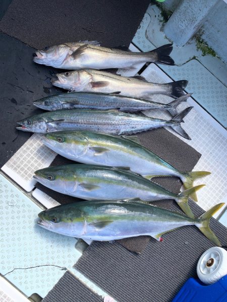 さくら丸 釣果