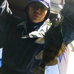 ヤザワ渡船 釣果