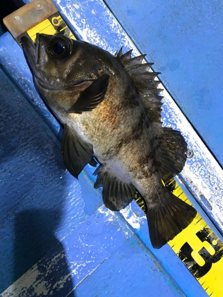 ヤザワ渡船 釣果