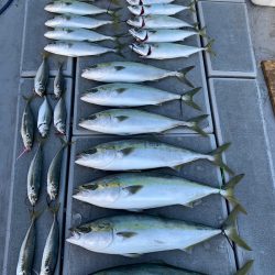 SeaRide(シーライド) 釣果