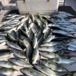 ビッグファイター 釣果