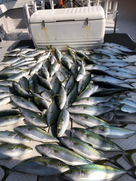 ビッグファイター 釣果