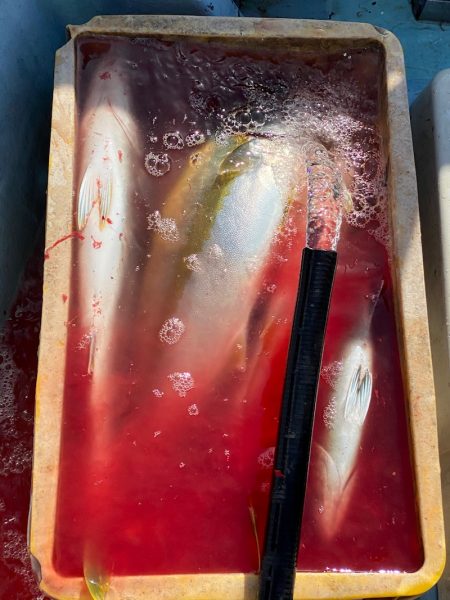 あみや渡船 JIGBOY 釣果