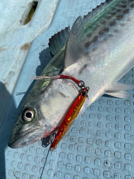 あみや渡船 JIGBOY 釣果