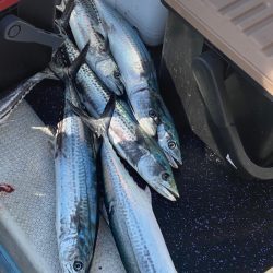 あみや渡船 JIGBOY 釣果