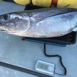 渡船屋たにぐち 釣果