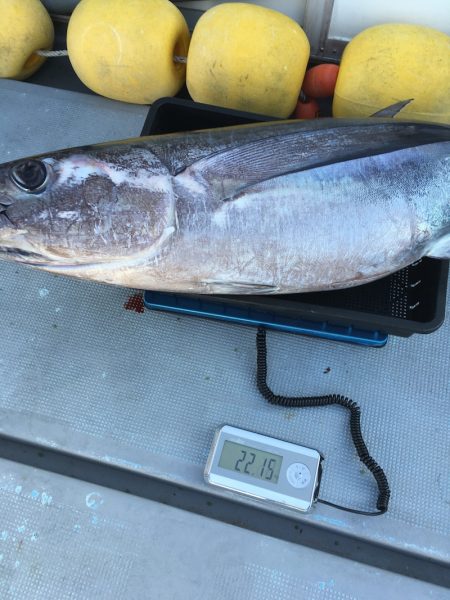 渡船屋たにぐち 釣果