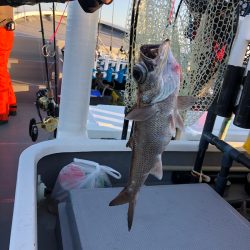 ＴＡＲＯＭＡＲＵ 釣果