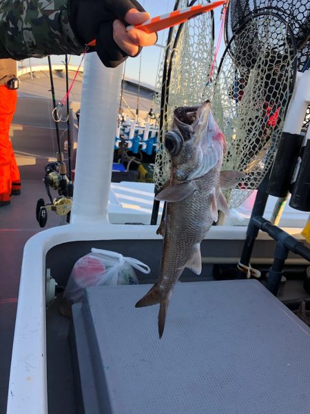 ＴＡＲＯＭＡＲＵ 釣果