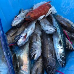 ＴＡＲＯＭＡＲＵ 釣果