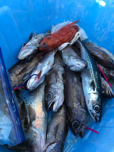 ＴＡＲＯＭＡＲＵ 釣果