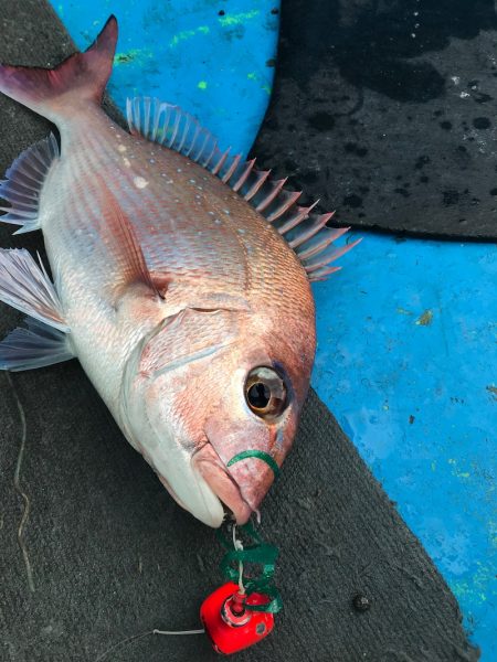 太平丸 釣果