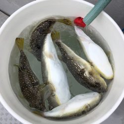 浜栄丸 釣果