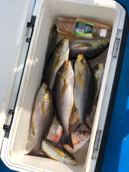 丸万釣船 釣果