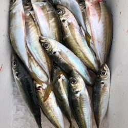 フィッシング キッタカ 釣果