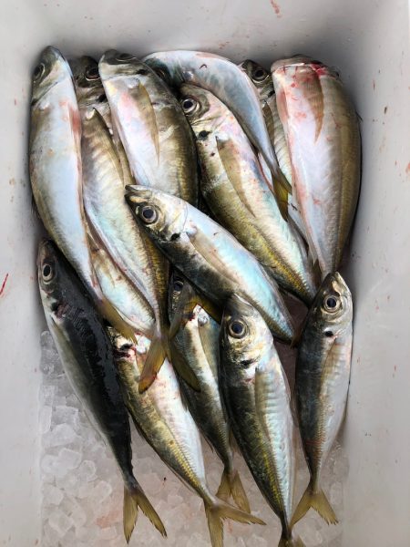 フィッシング　キッタカ 釣果