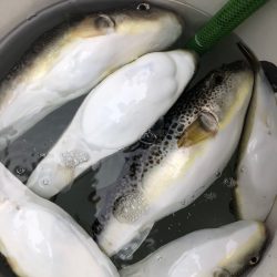 浜栄丸 釣果
