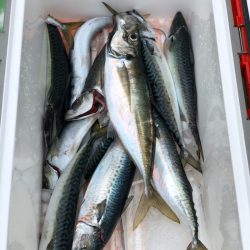 丸万釣船 釣果