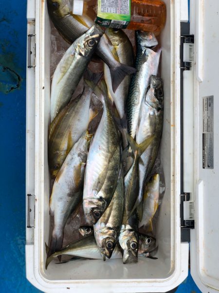 丸万釣船 釣果