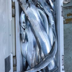 フィッシング キッタカ 釣果