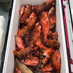 フィッシング キッタカ 釣果