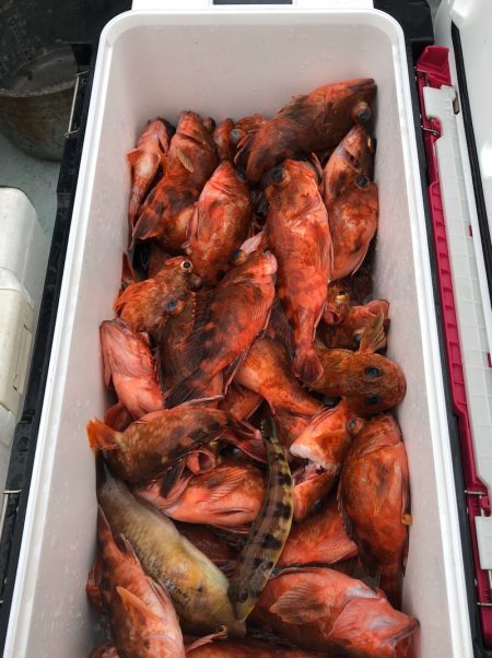 フィッシング キッタカ 釣果