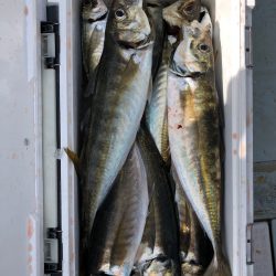 フィッシング キッタカ 釣果