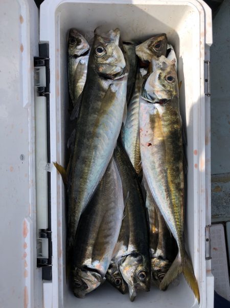 フィッシング キッタカ 釣果