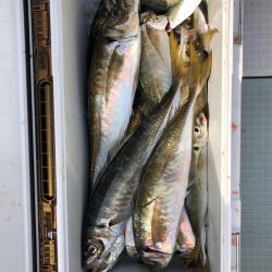 フィッシング キッタカ 釣果