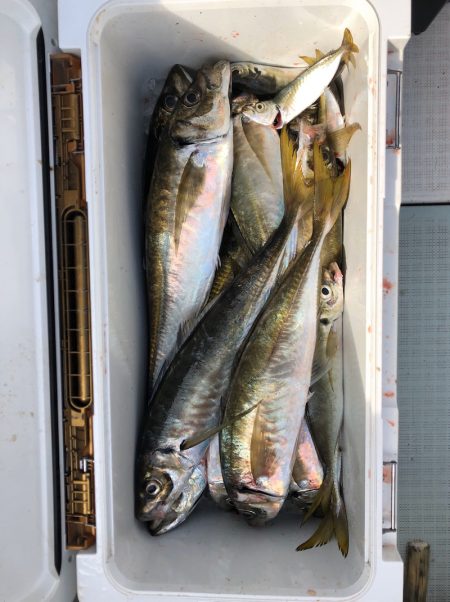 フィッシング キッタカ 釣果