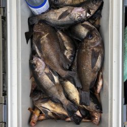 フィッシング キッタカ 釣果