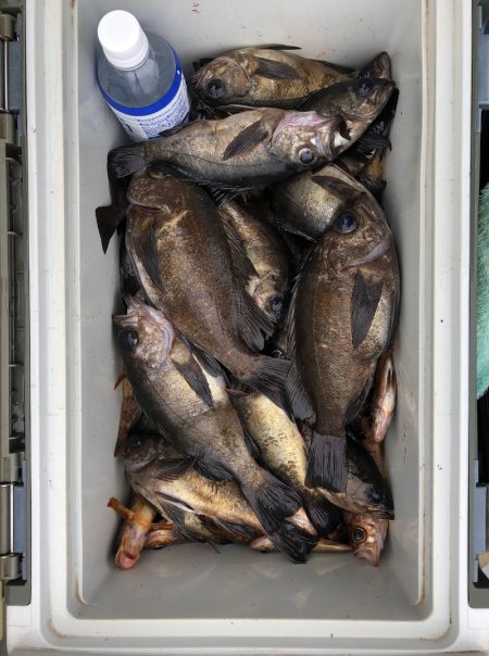 フィッシング キッタカ 釣果