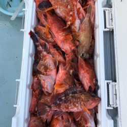 フィッシング　キッタカ 釣果