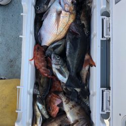 フィッシング キッタカ 釣果