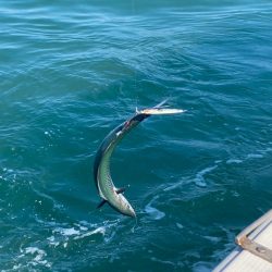 あみや渡船 JIGBOY 釣果