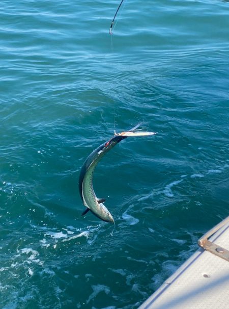 あみや渡船 JIGBOY 釣果