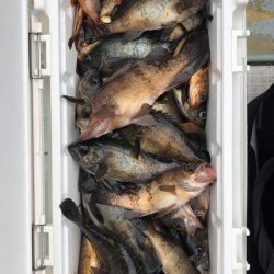 フィッシング キッタカ 釣果