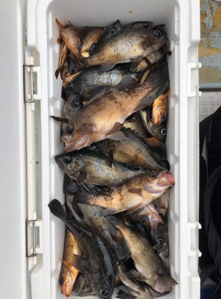 フィッシング キッタカ 釣果