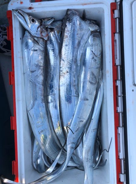 フィッシング キッタカ 釣果