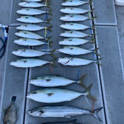 SeaRide(シーライド) 釣果