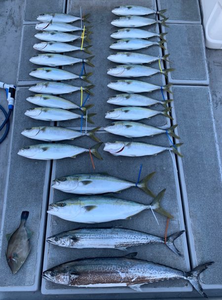 SeaRide(シーライド) 釣果